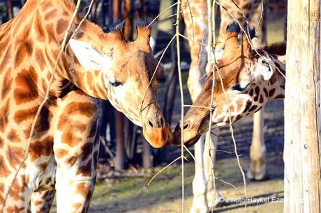 Une promenade en photos au zoo de Bâle DSC_7792aaaaaaaaa.jpg