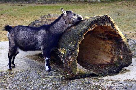 Une promenade en photos au zoo de Bâle DSC_7710aaaaaaaaa.jpg