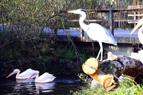 Une promenade en photos au zoo de Bâle DSC_7997aaaaaaaaa.jpg