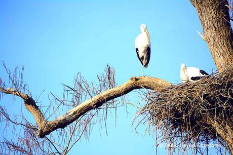 Une promenade en photos au zoo de Bâle DSC_8003aaaaaaaaa.jpg