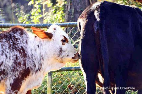 Une promenade en photos au zoo de Bâle DSC_7719aaaaaaaaa.jpg