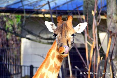 Une promenade en photos au zoo de Bâle DSC_7813aaaaaaaaa.jpg