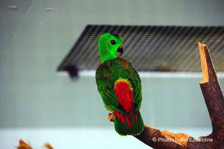 Une promenade en photos au zoo de Bâle DSC_7979aaaaaaaaa.jpg