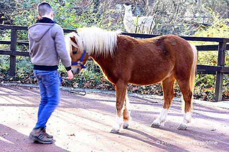 Une promenade en photos au zoo de Bâle DSC_7724aaaaaaaaa.jpg