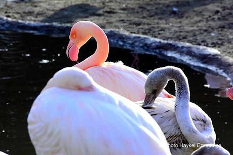 Une promenade en photos au zoo de Bâle DSC_7901aaaaaaaaa.jpg