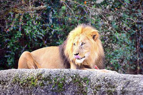 Une promenade en photos au zoo de Bâle DSC_7891aaaaaaaaa.jpg