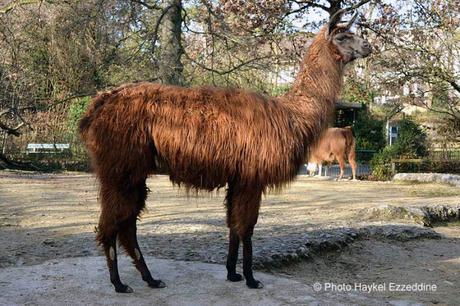 Une promenade en photos au zoo de Bâle DSC_7735aaaaaaaaa.jpg
