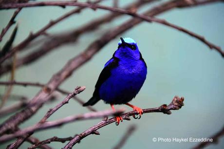 Une promenade en photos au zoo de Bâle DSC_7969aaaaaaaaa.jpg