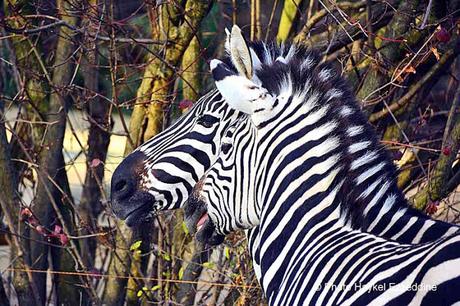Une promenade en photos au zoo de Bâle DSC_8099aaaaaaaaa.jpg