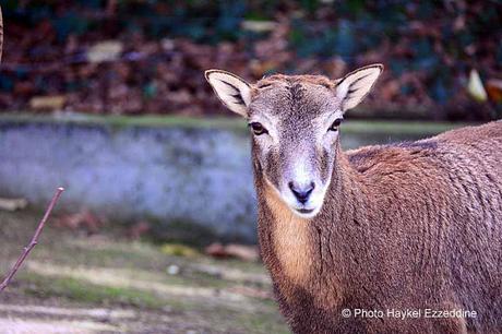 Une promenade en photos au zoo de Bâle DSC_7940aaaaaaaaa.jpg