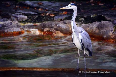 Une promenade en photos au zoo de Bâle DSC_7772aaaaaaaaa.jpg