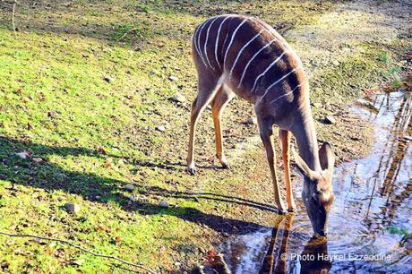 Une promenade en photos au zoo de Bâle DSC_7832aaaaaaaaa.jpg