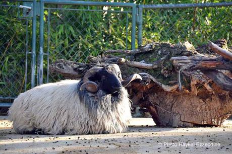 Une promenade en photos au zoo de Bâle DSC_7701aaaaaaaaa.jpg