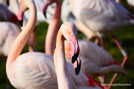 Une promenade en photos au zoo de Bâle Sans titre-2.jpg