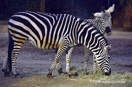 Une promenade en photos au zoo de Bâle DSC_8090aaaaaaaaa.jpg