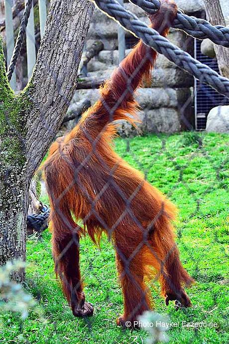 Une promenade en photos au zoo de Bâle DSC_8085aaaaaaaaa.jpg