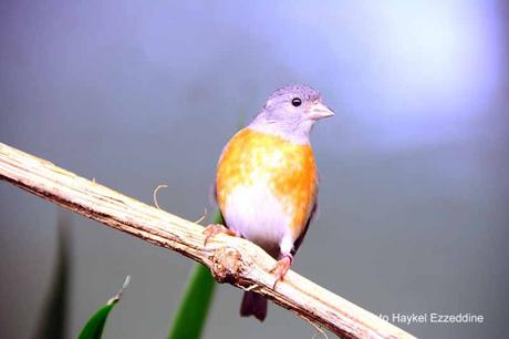 Une promenade en photos au zoo de Bâle DSC_7975aaaaaaaaa.jpg