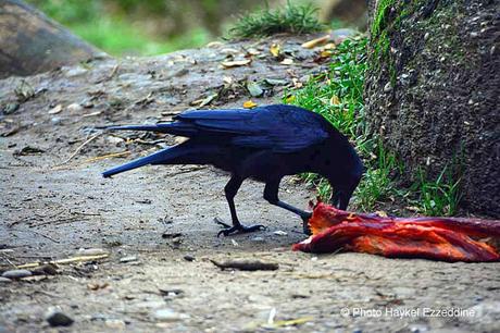 Une promenade en photos au zoo de Bâle DSC_7861aaaaaaaaa.jpg