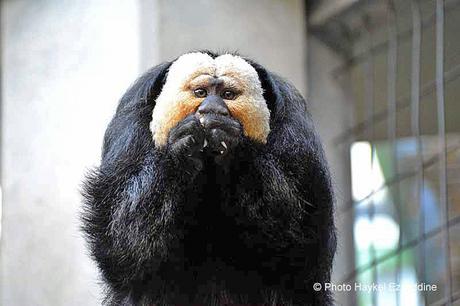 Une promenade en photos au zoo de Bâle DSC_8064aaaaaaaaa.jpg