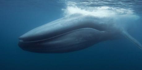 Nagez avec une baleine bleue en Réalité Virtuelle !