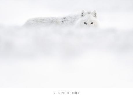 Video Arctique - Vincent Munier - Photographer