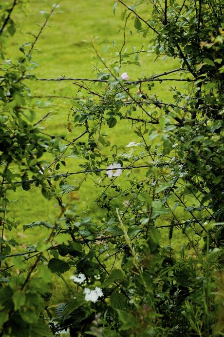 Découverte de l'Auvergne IMGP1025-2