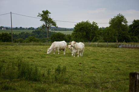 Découverte de l'Auvergne IMGP1030-2