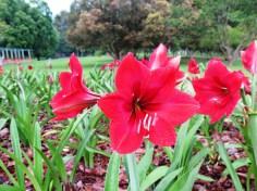 Le jardin botanique de Bali - Bali Botanic Garden - Bedugul - Balisolo (24)