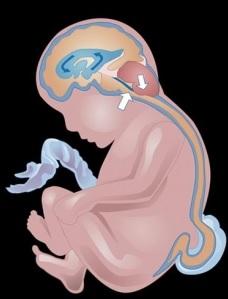 ACIDE FOLIQUE: Enrichir la farine pourrait éviter 20% des anomalies du tube neural – Archives of Disease in Childhood ACIDE FOLIQUE: Enrichir la farine pourrait éviter 20% des anomalies du tube neural – Archives of Disease in Childhood