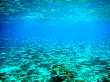 Snorkeling a Gili Trawangan - Balisolo (24)