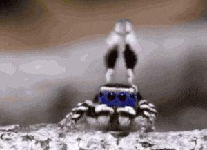En 2016, les sprinklers à pognon seront toujours grands ouverts gifa spider applause yes youpi