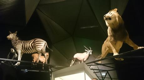 Je suis enfin allée au Musée des Confluences Je suis enfin allée au Musée des Confluences