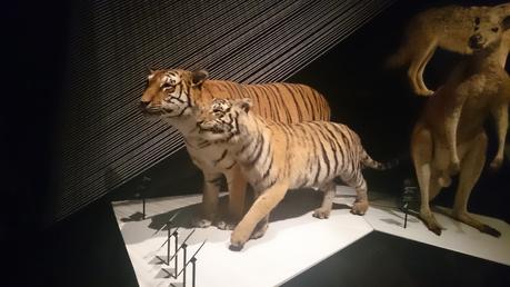 Je suis enfin allée au Musée des Confluences Je suis enfin allée au Musée des Confluences