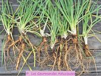 Salsifis et riz Salsifis verdures
