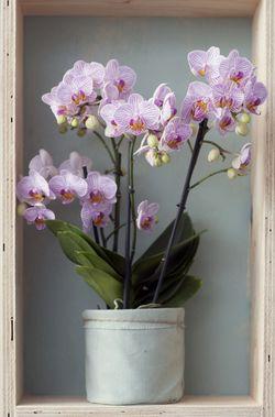 Phalaenopsis plante