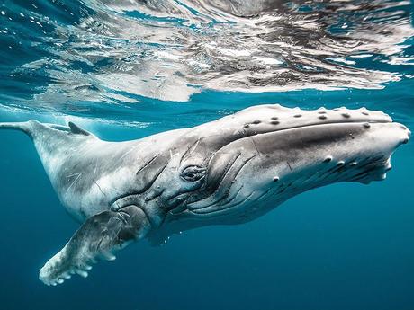 Baleine à bosse, Tonga