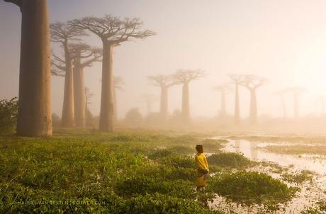 Vieux baobabs, Madagascar
