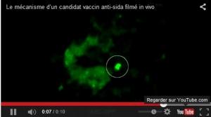 VIH: Le mécanisme d'un candidat vaccin anti-sida filmé in vivo  – Communiqué Inserm