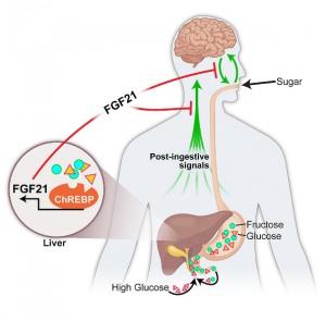 OBÉSITÉ, DIABÈTE: L'hormone du foie qui donne des envies de sucre – Cell Metabolism