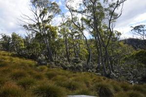 Tasmanie, la magnifique (part II)