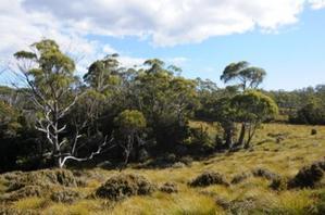 Tasmanie, la magnifique (part II)
