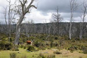 Tasmanie, la magnifique (part II)