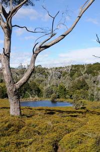 Tasmanie, la magnifique.