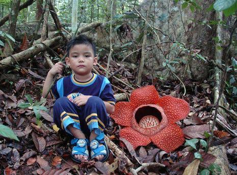 Rafflesia Rafflesia