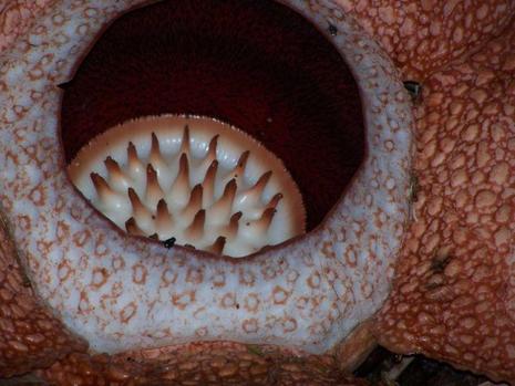 Rafflesia Rafflesia