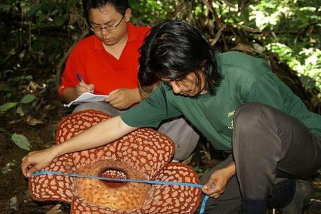 Rafflesia Rafflesia