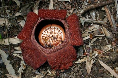 Rafflesia Rafflesia