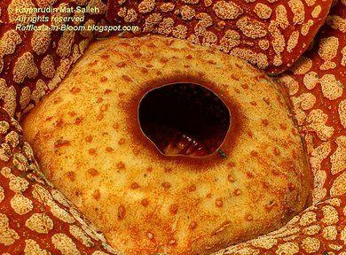 Rafflesia Rafflesia