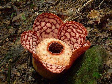 Rafflesia Rafflesia