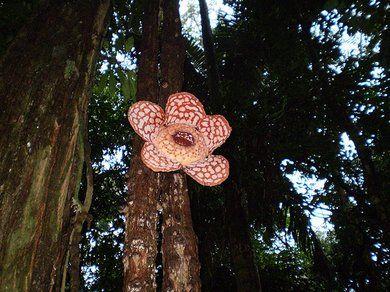 Rafflesia Rafflesia
